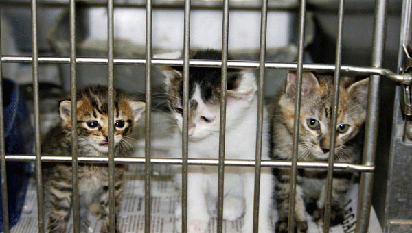 cats in shelters